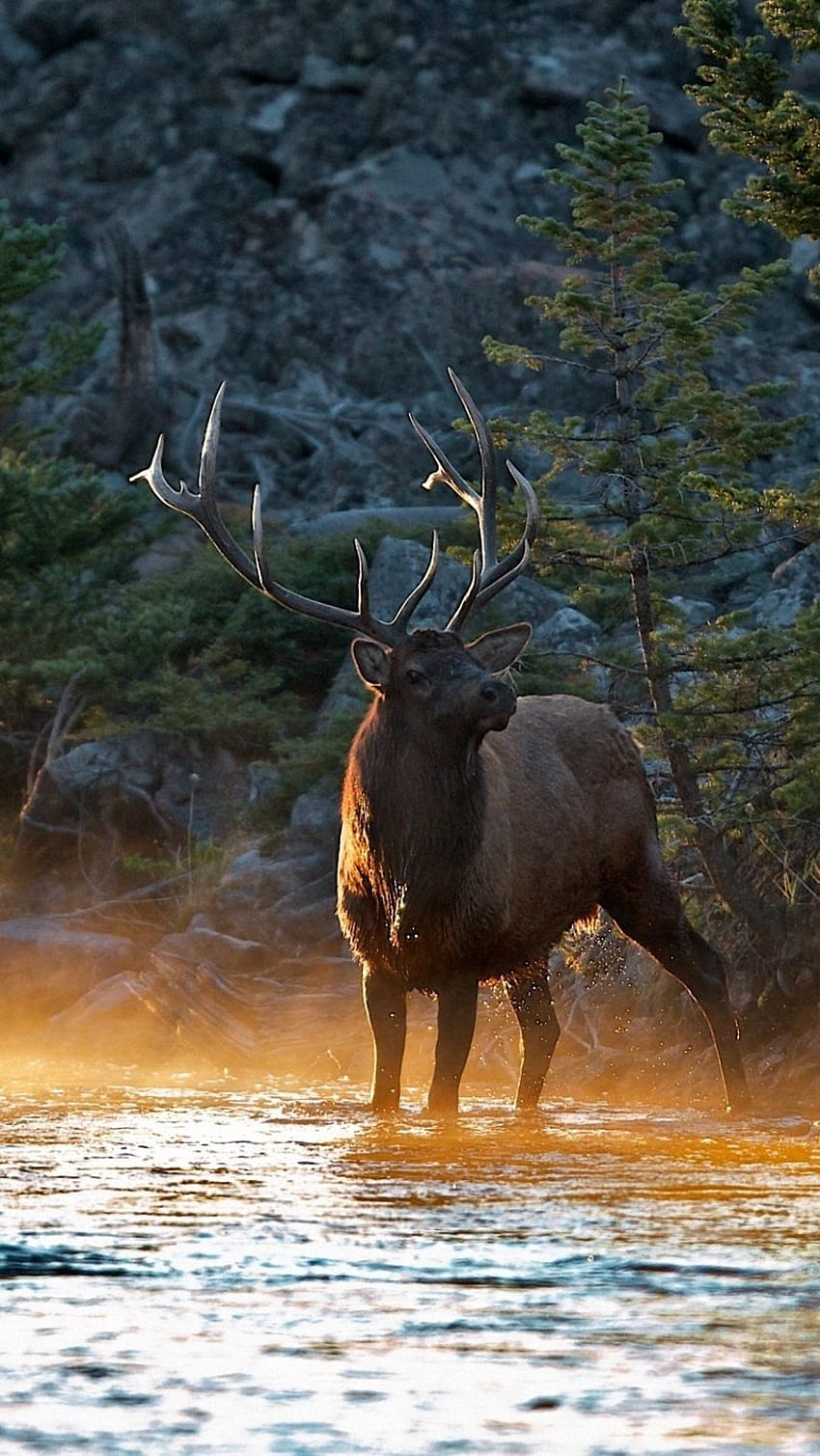 deer, river, mountains, light, shade, Moose HD phone wallpaper