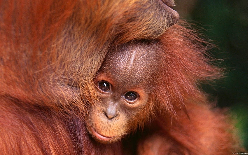 Baby Orangutan, Funny Orangutan HD wallpaper