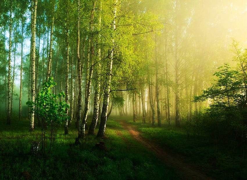 Domingo brumoso por la mañana, niebla, cielo azul, mañana, luz del sol, verde, árboles, bosque fondo de pantalla