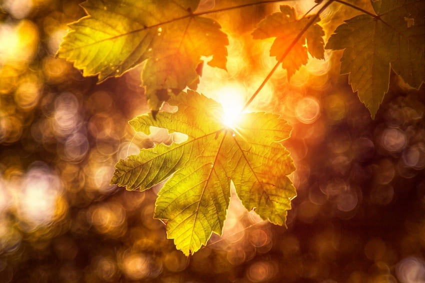 Autumn Foliage, Closeup, Nature, Seasons, Foliage, Autumn, close up HD wallpaper