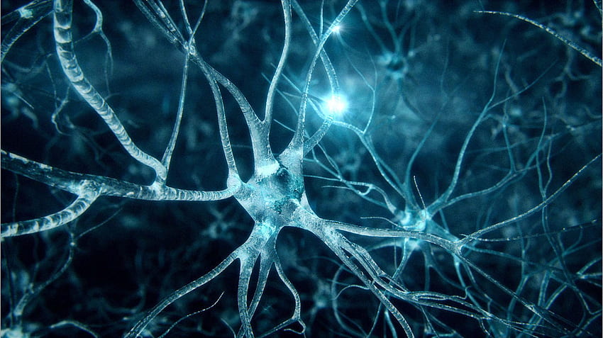 Neurons, Brain Cells HD wallpaper