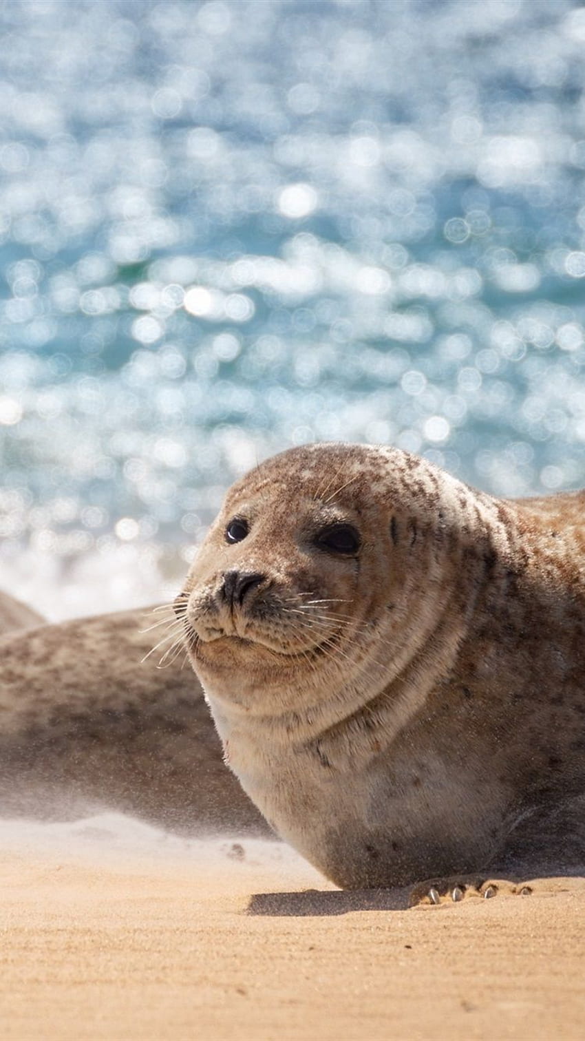 Sea, Seal, Beach IPhone 8 7 6 6S , Background, , Cute Seal HD phone  wallpaper | Pxfuel