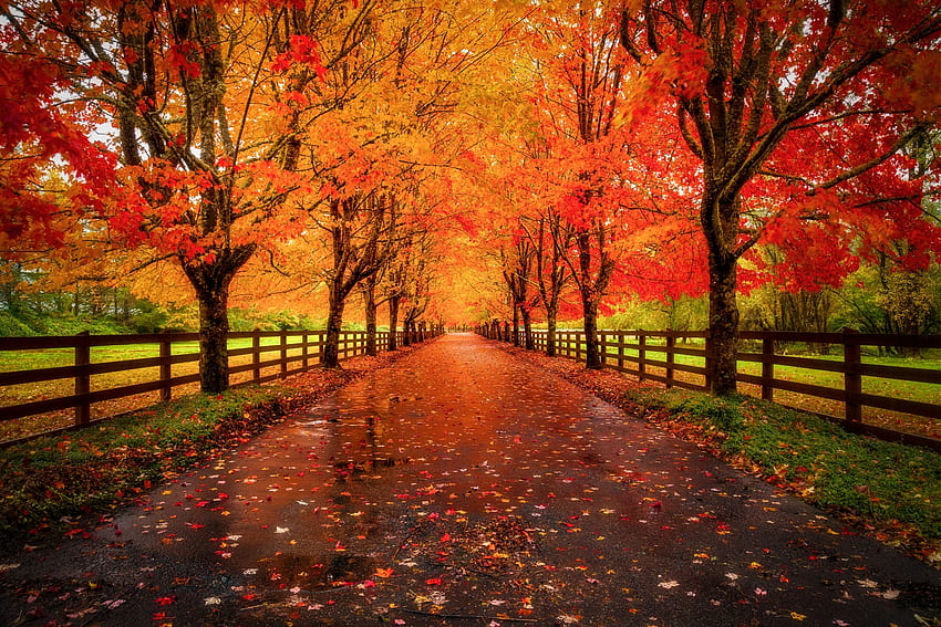 Autumn scenery, Red foliage, Leaves, Trees, Fence, Alley HD wallpaper
