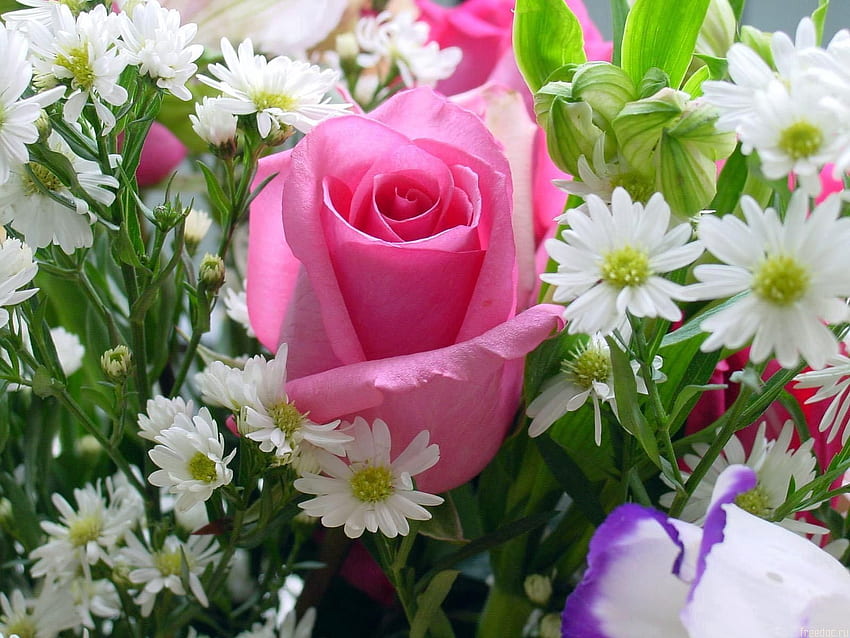 ดอกไม้, ดอกคาโมไมล์, ดอกกุหลาบ, กุหลาบ, ความงาม, ช่อดอกไม้ วอลล์เปเปอร์ HD