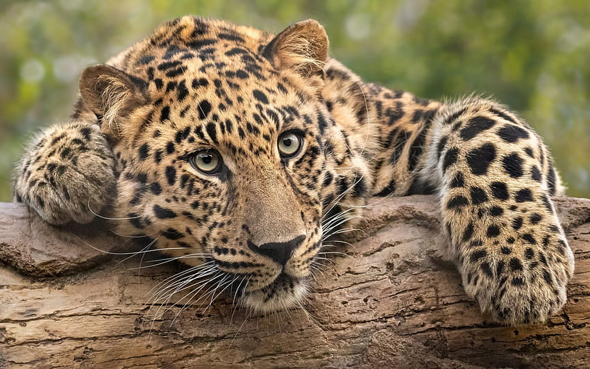 Leopard, animal, wood, eyes, paw HD wallpaper