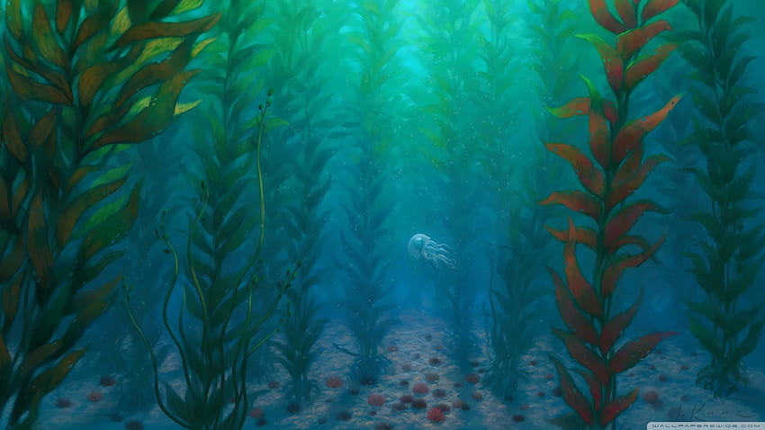 海藻 - - 高画質の壁紙