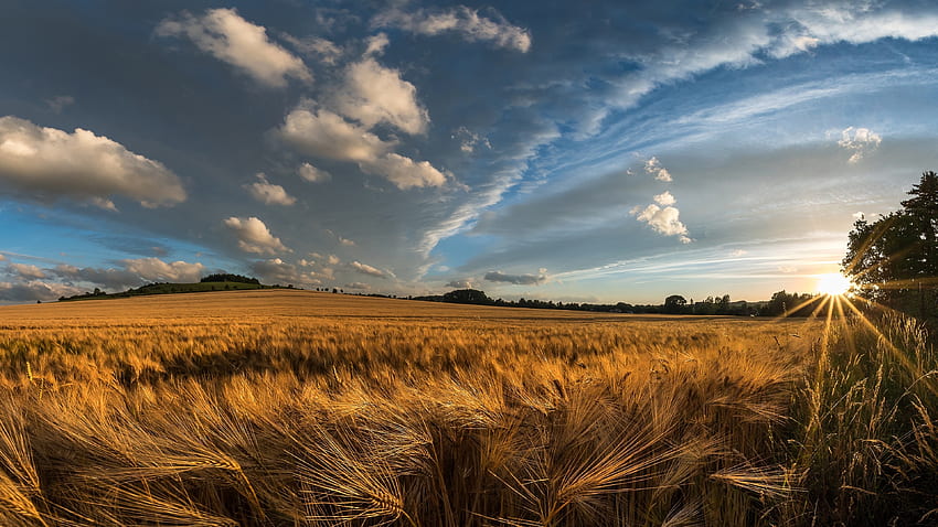 Златна реколта, ферма за пшеница, пейзаж, природа HD тапет