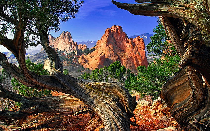 Twisted Juniper trees at the Garden of the Gods in Colorado Springs, sky, mountains, rocks, usa HD wallpaper