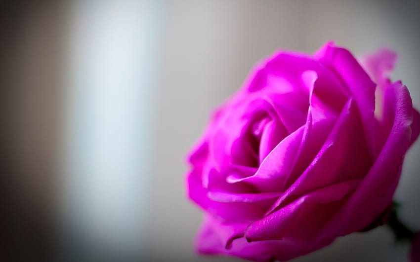 Plantes, Fleurs, Roses, Violette Fond d'écran HD