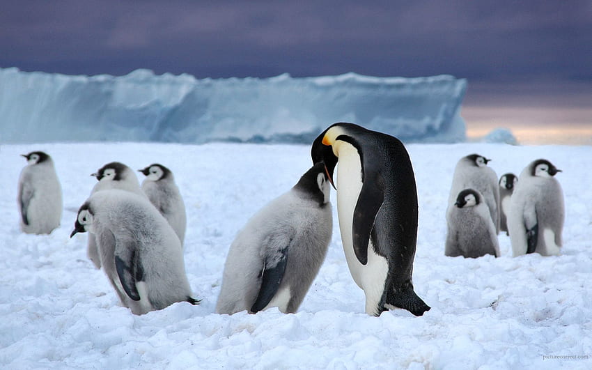 Zwierzęta, pingwiny, śnieg, stado, lodowiec Tapeta HD