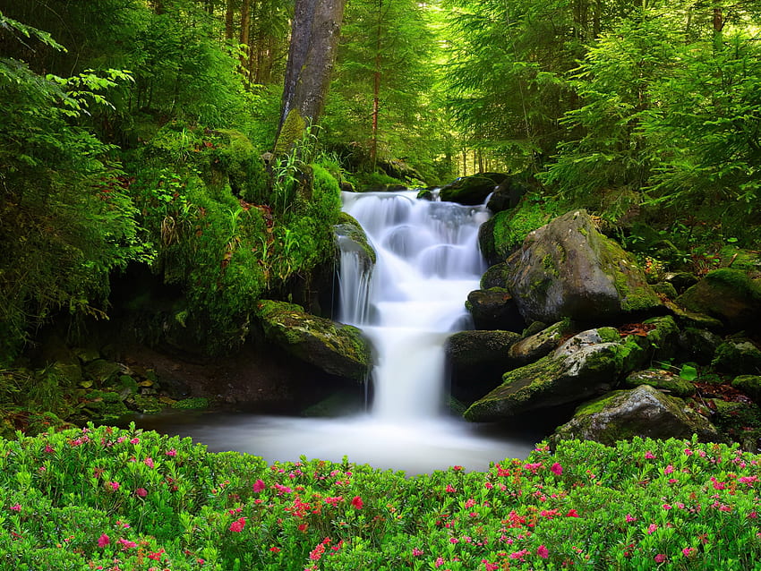 Forest waterfall, summer, wildflowers, trees, waterfall, greenery, beautiful, forest, stones HD wallpaper