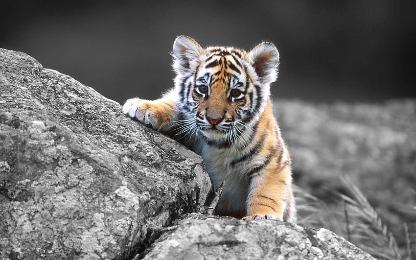 Animals, Rock, Sit, Young, Stone, Tiger, Joey, Tiger Cub HD wallpaper