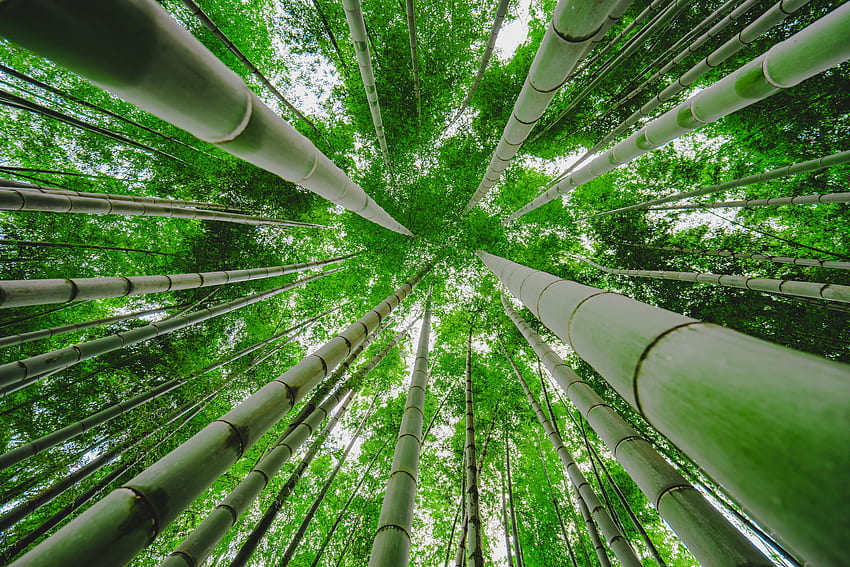 Green bamboo trees in worms view graphy HD wallpaper