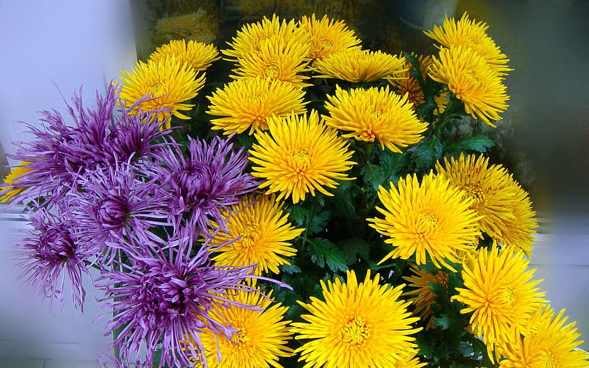 꽃, 라일락, 국화, 꽃다발, 자주색 HD 월페이퍼