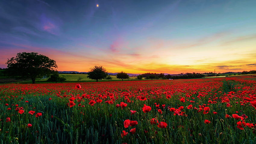 Moon rise over a sea of Poppy Flowers near Zürich,Switzerland, blossoms, red, landscape, trees, colors, sky, flowers HD wallpaper