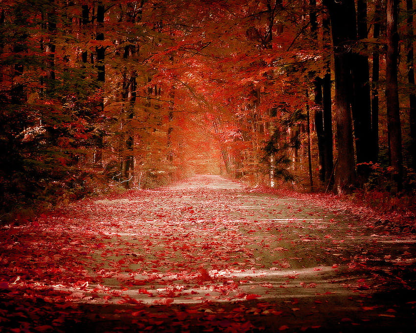 가을 계곡, 나뭇잎, 계곡, 가을, 색상, 가을 HD 월페이퍼