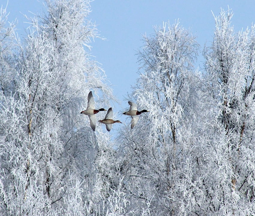 Зимни птици, зима, животни, птици, сняг, дървета HD тапет