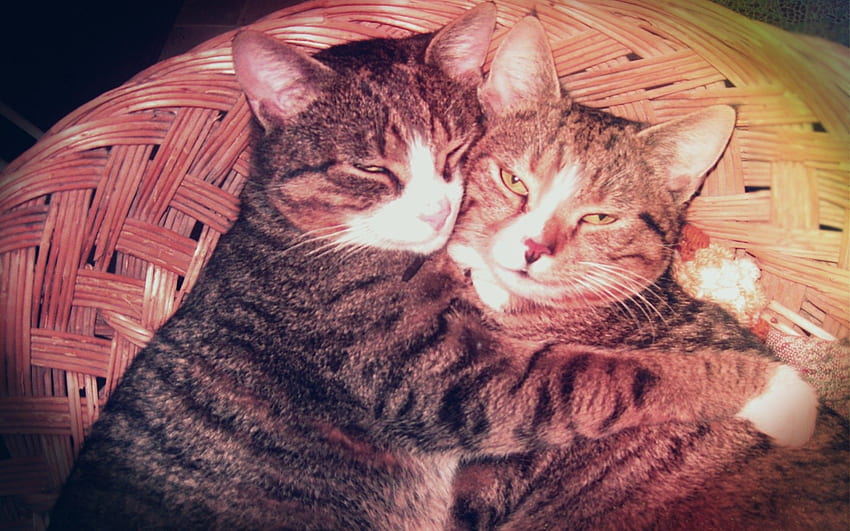 Amor gatos vintage animales efectos mascotas bigotes orejas hermanos abrazos. fondo de pantalla