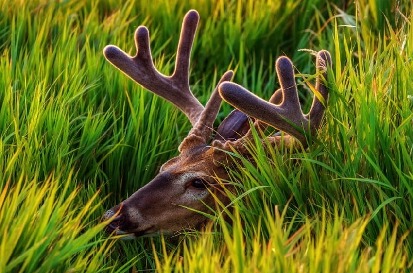 *** DEER ***, grass, nature, deer, animals HD wallpaper