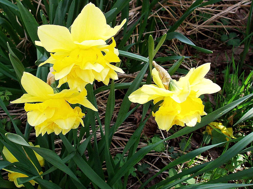 ดอกไม้, นาร์ซิสซัสซี, ผักใบเขียว, ฤดูใบไม้ผลิ วอลล์เปเปอร์ HD