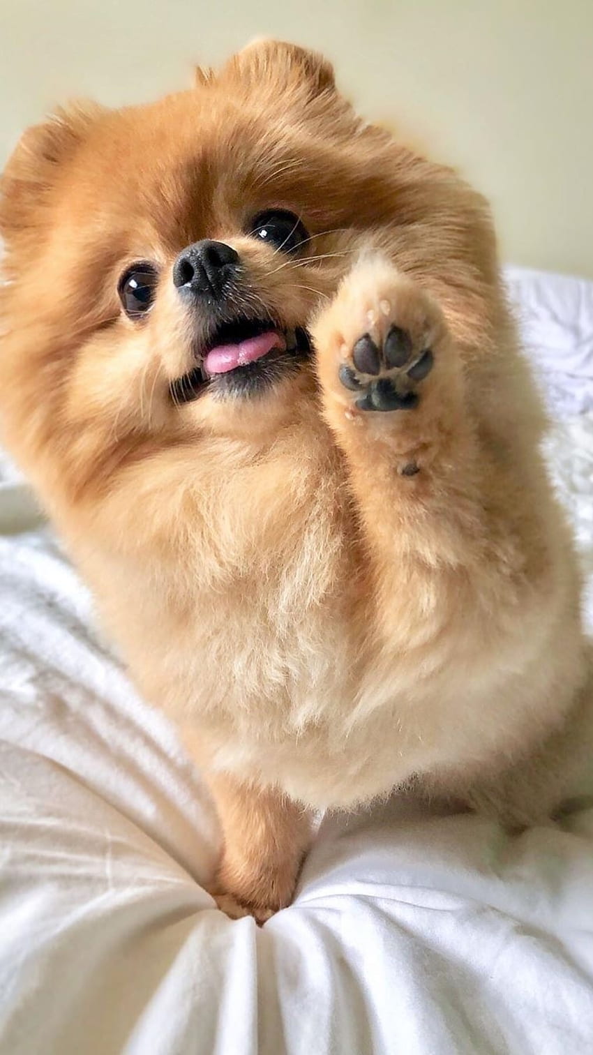 Pomeranian Dog, Cute, Cute Breed HD phone wallpaper
