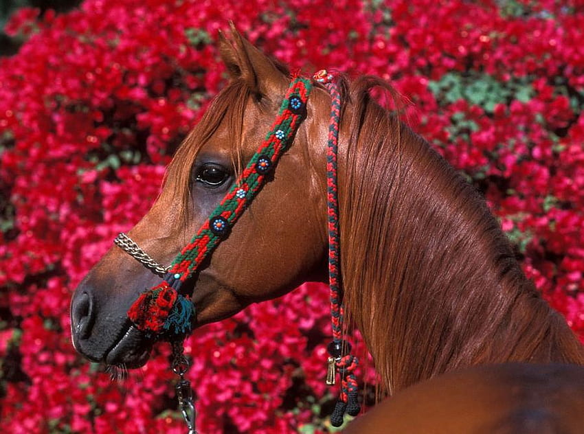 Beautiful Horse, horse, mare, brown, stallion, flowers HD wallpaper