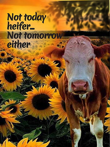 Pin by Katherine Riley Ellifritt on Cows  Cow art Cow pictures Western  wallpaper iphone