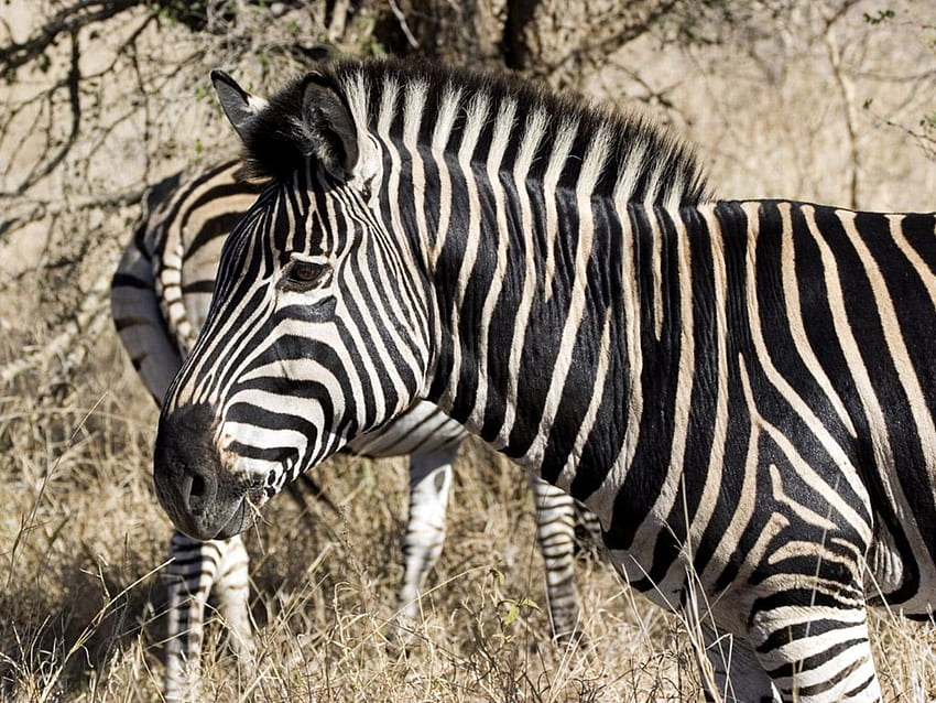 зебра, див живот HD тапет