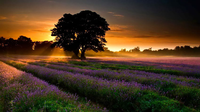 Field Of Lavender, blue, fragrance, flower, lavender, living, sun, sunset, country, tree, purple, field, green, yellow, clouds, nature, sky, beam HD wallpaper