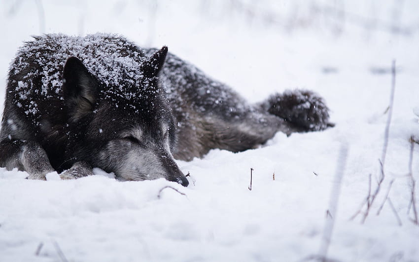 Animals, Snow, Wolf, Bw, Chb, Cold, Snowstorm, Bask HD wallpaper