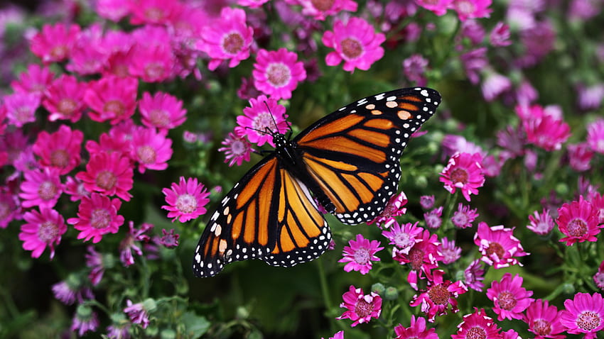 Papillon de conception de lignes de points noirs marron sur papillon de pétales de fleurs roses Fond d'écran HD