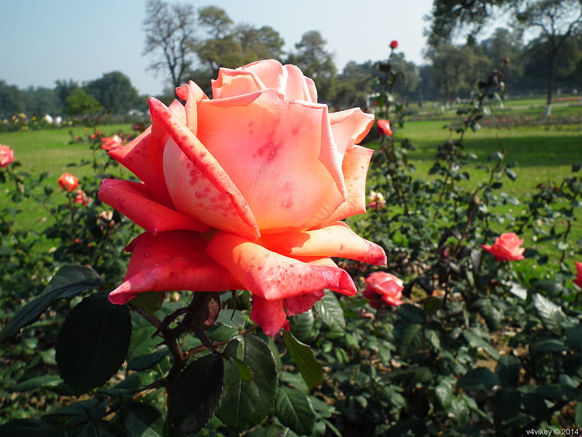 Оранжев цвят роза - хибридна чаена роза, градина с чаени цветя HD тапет