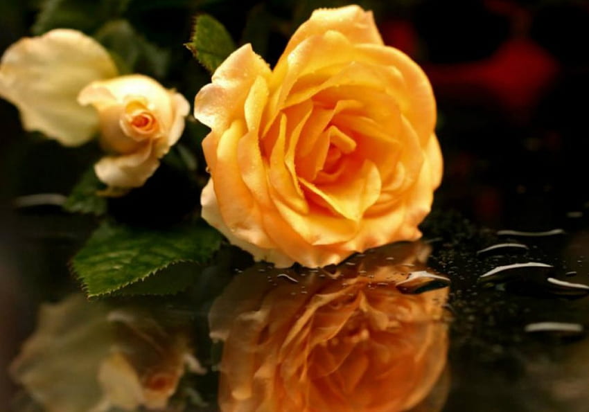 Yellow Rose Reflection, yellow rose, rose, reflection, graphy, flower, flora HD wallpaper