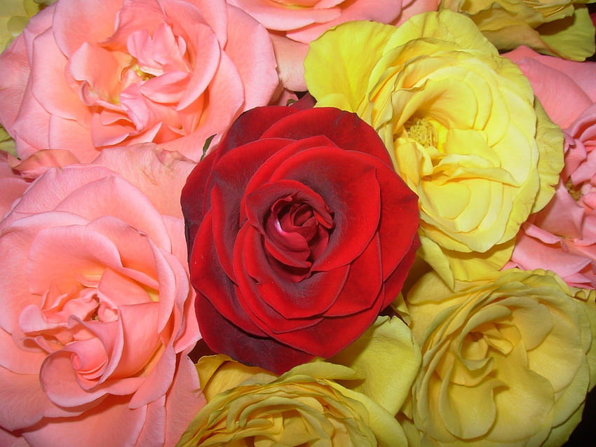 Букет рози, цветя, червена роза, рози, аранжировка HD тапет