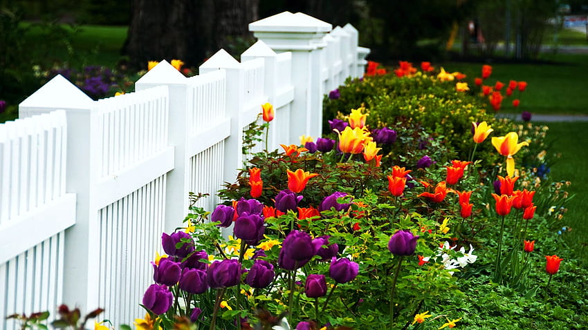 日曜日のレリーフ、色、庭、花、フェンス、チューリップ 高画質の壁紙