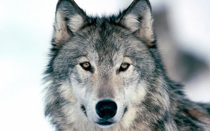 wolf you are viewing the other named wolf it has . HD wallpaper