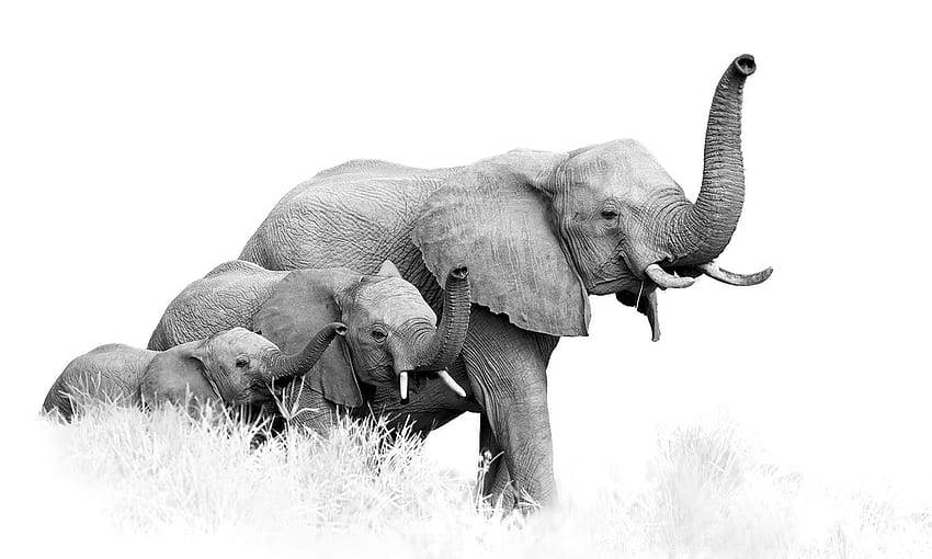 Mural en blanco y negro de la familia de elefantes, elefante simple fondo de pantalla