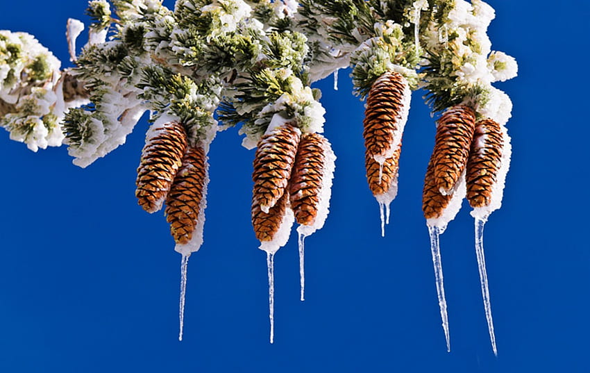 Kerucut pinus, musim dingin, Pinus, kerucut, kerucut Wallpaper HD