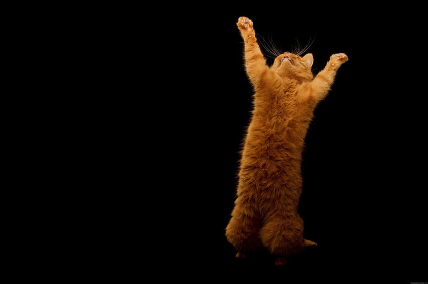 Kucing Merah 41 Kucing Merah Teratas Untuk tahun 2020. Kucing , Kucing merah, Kucing internet Wallpaper HD