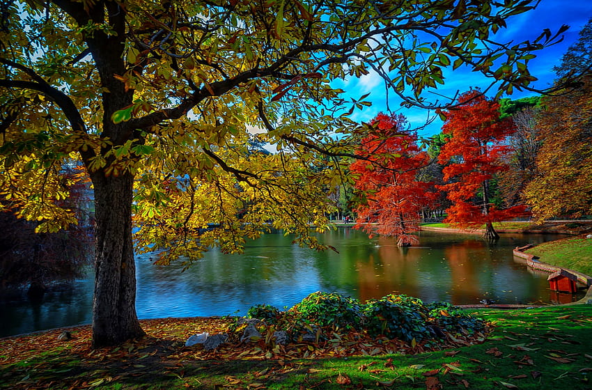 公園の初秋、カラフル、秋、美しい、湖、公園、早い、反射、木々、秋、池 高画質の壁紙