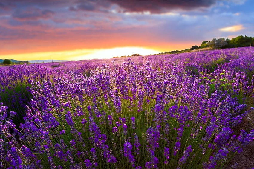 purple, nature, field, lavender HD wallpaper