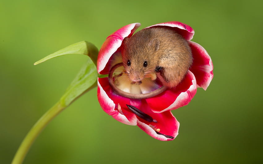 Mouse, animal, tulip, cute, flower, green, red, soricel, rodent, harvest mouse HD wallpaper