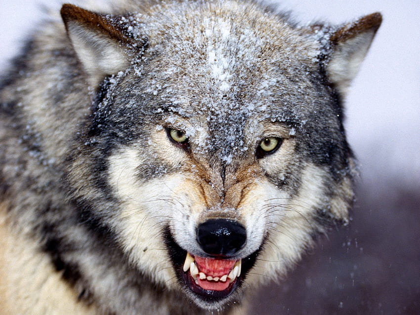 Wild Gray Wolf For In HD wallpaper