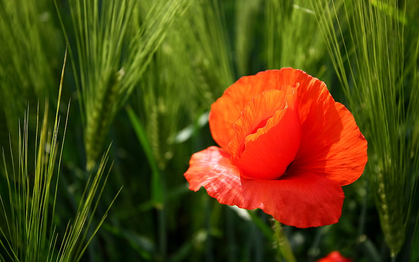 Poppy, nature, flowers, green, red HD wallpaper