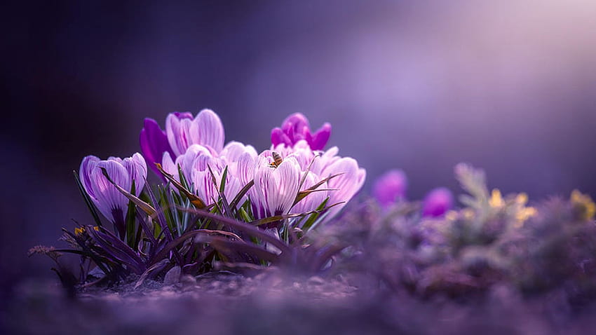 Crocus En febrero, jardín, púrpura, primavera, flores. fondo de pantalla
