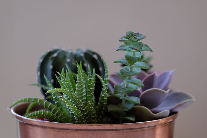 Fiori, pianta da interno, pianta da appartamento, vaso, piante grasse Sfondo HD