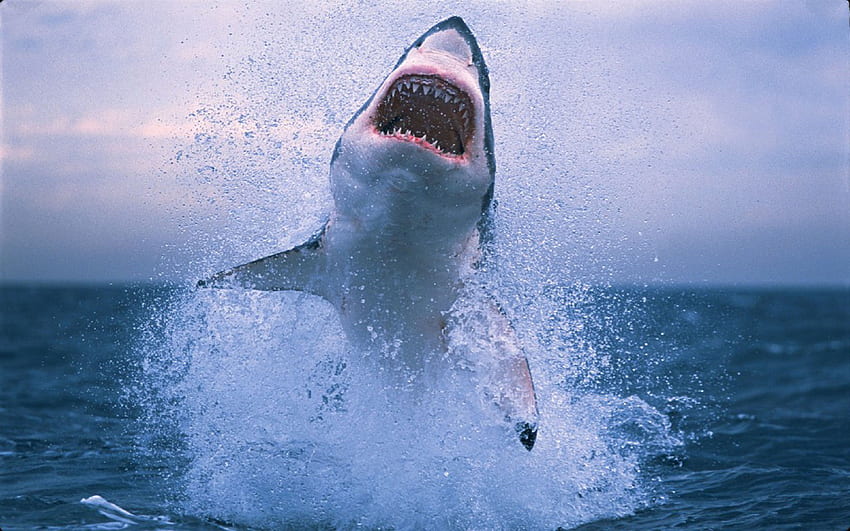 Great White Shark Animal For Dekstop, Cool Shark Screen HD wallpaper