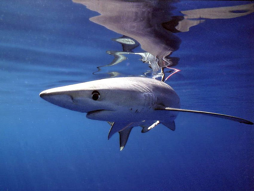 thresher shark baby