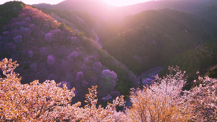 Seven Fabulous Cherry Blossom Spots, Accessible from Osaka by Train!. GOOD LUCK TRIP, Mount Yoshino HD wallpaper