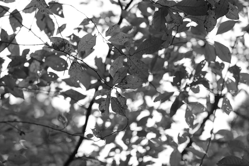 autumn leaves, black and white, branches, leaves, nature . stock Amazing, Black and White Leaf HD wallpaper